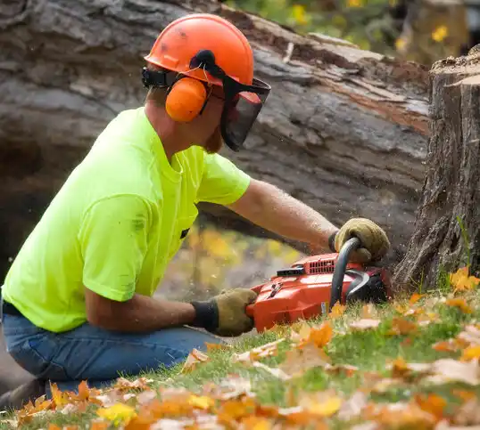 tree services Louisville